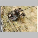 Cicindela hybrida - Duenen-Sandlaufkaefer 20a Sandgrube Niedringhaussee.jpg